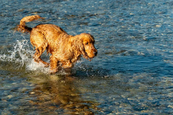 Felice Cane Cucciolo Cocker Spaniel Nel Fiume Esecuzione Voi — Foto Stock