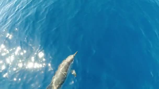 Ευτυχισμένο Ριγέ Δελφίνι Άλμα Έξω Από Θάλασσα — Αρχείο Βίντεο