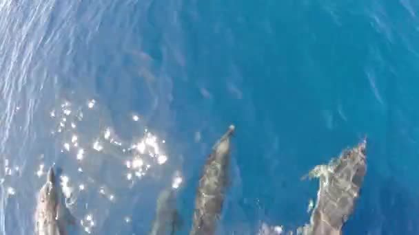 Ευτυχισμένο Ριγέ Δελφίνι Άλμα Έξω Από Θάλασσα — Αρχείο Βίντεο