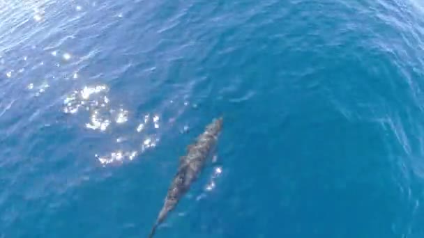 Szczęśliwy Pasiasty Delfin Skacze Poza Morze — Wideo stockowe