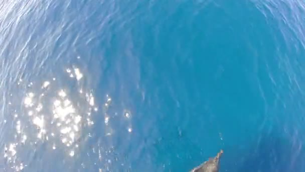 glücklich gestreifter Delfin springt aus dem Meer