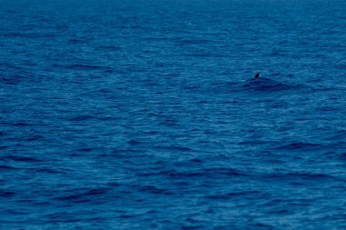 Kaz gagalı balina yunusu Ziphius cavirostris ultra nadir bulunan beyaz 