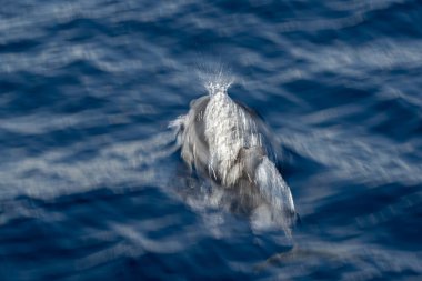 Denizin dışına atlayan çizgili yunus üzerinde hareket etkisi