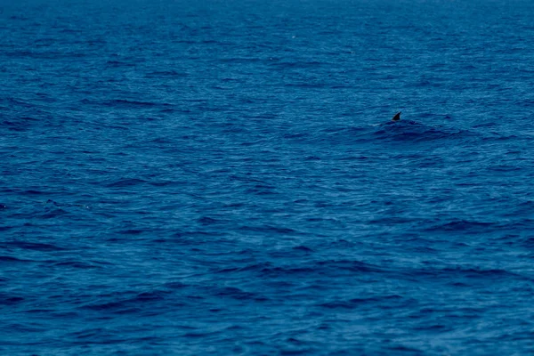 Delfín Ballena Pico Ganso Ziphius Cavirostris Ultra Raro Blanco —  Fotos de Stock
