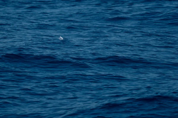 青い海の水に捨てられたコヴィドマスク — ストック写真