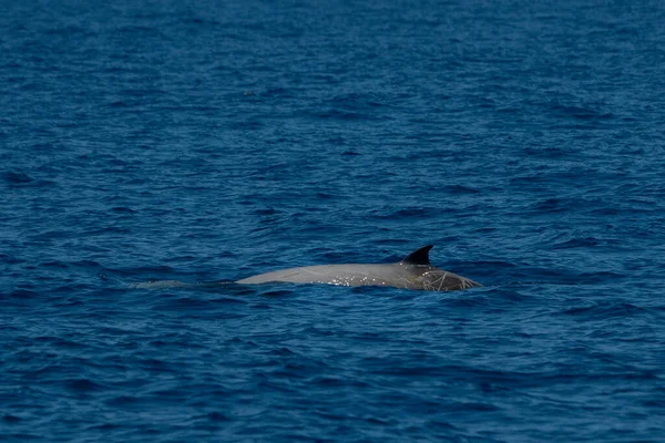 Goose Beaked Whale Dolphin Ziphius Cavirostris Ultra Rare White — Stock Photo, Image