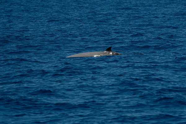 Delfín Ballena Pico Ganso Ziphius Cavirostris Ultra Raro Blanco —  Fotos de Stock