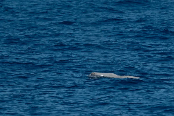 Gås Näbbad Val Delfin Ziphius Kavirostris Ultra Sällsynt Vit — Stockfoto