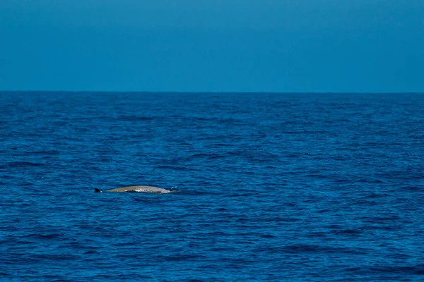 Όρνιο Δελφίνι Φάλαινας Ziphius Cavirostris Εξαιρετικά Σπάνιο Λευκό — Φωτογραφία Αρχείου