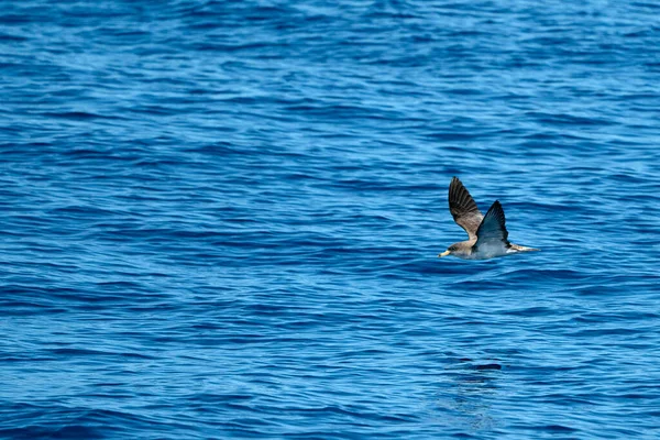 Cory Shearwater Volando Sobre Mar Azul Mediterráneo —  Fotos de Stock