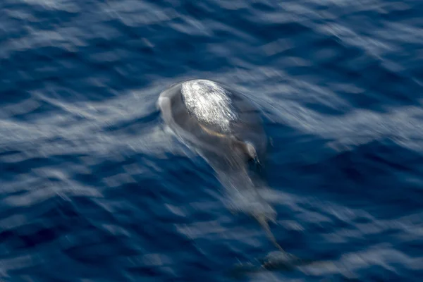 Effet Déplacement Sur Les Dauphins Rayés Sautant Hors Mer — Photo