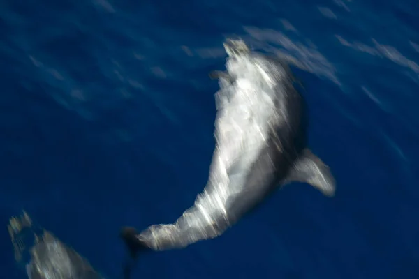 Effetto Move Sul Delfino Strisce Che Salta Fuori Dal Mare — Foto Stock