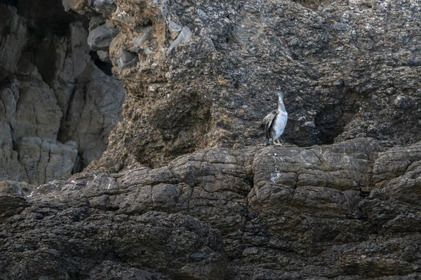 Avrupa Tüylü Pigme Karabatak Phalacrocorax Kuşu Bir Kayanın Üzerinde — Stok fotoğraf