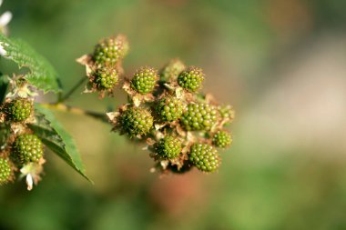 Fabrika alanında olgunlaşırken Blackbarry