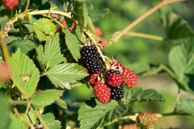 Fabrika alanında olgunlaşırken Blackbarry
