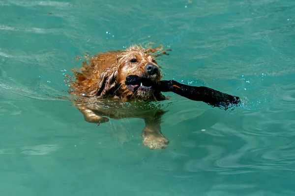 Englisch Cocker Spaniel Beim Schwimmen Dir — Stockfoto