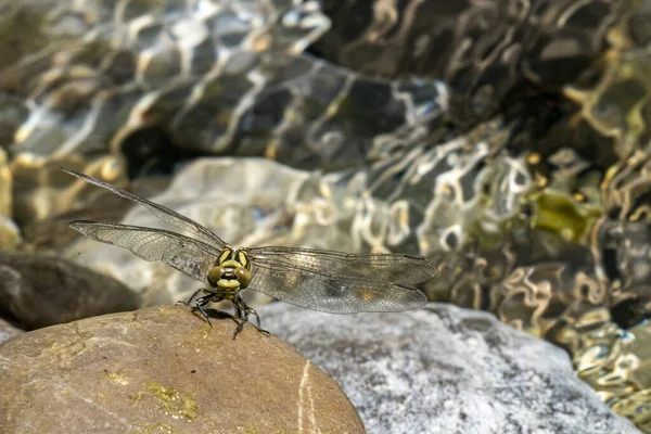 Libélula Macro Close Detalhe — Fotografia de Stock