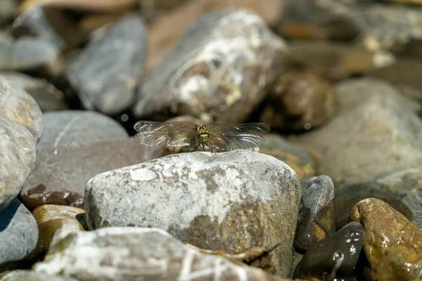 Libellenmakro Nahaufnahme Detail — Stockfoto