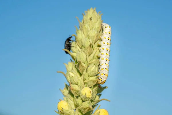 Gusano Blanco Amarillo Larva Oruga —  Fotos de Stock