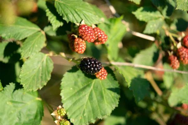 Blackbarry Enquanto Amadurece Campo Plantas — Fotografia de Stock