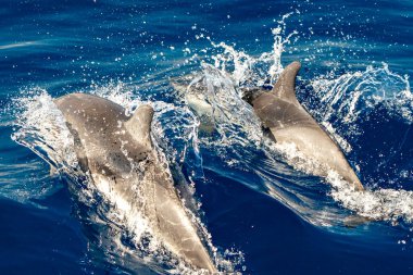 Denizin dışına atlayan çizgili yunus üzerinde hareket etkisi