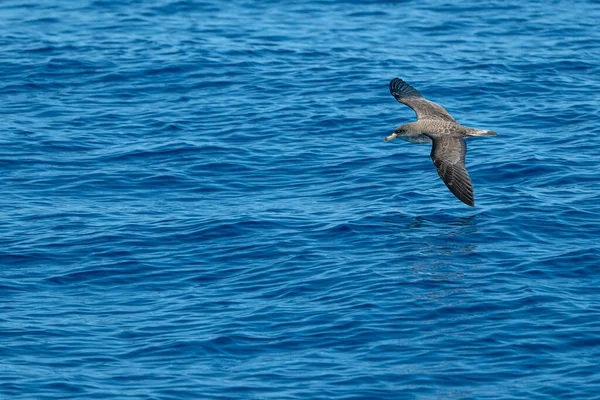 Cory Shearwater Volando Sobre Mar Azul Mediterráneo —  Fotos de Stock