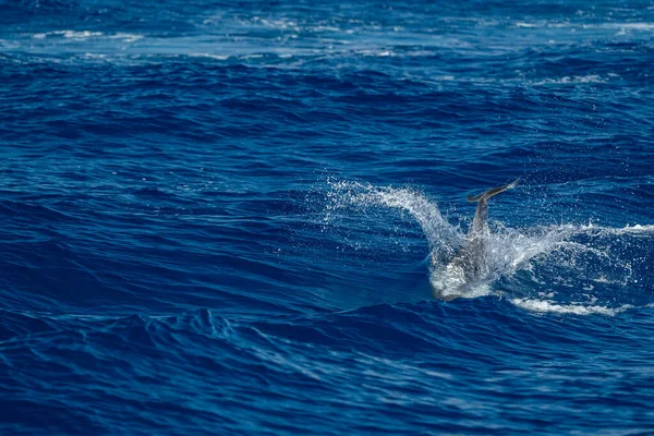 Переместить Эффект Полосатый Дельфин Прыгать Пределами Моря — стоковое фото