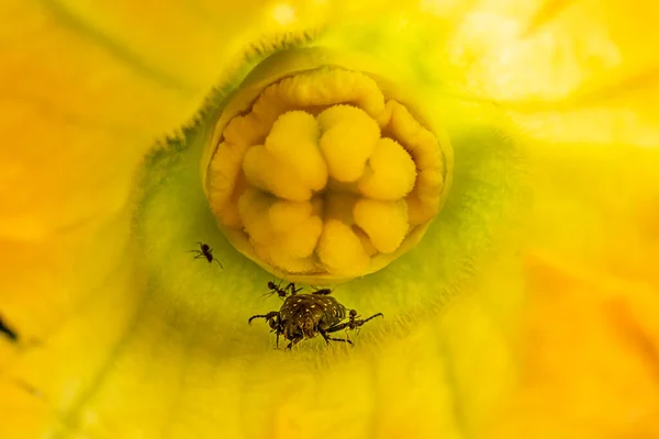 Karıncalar Kabak Çiçeği Makrosu Içinde Beatle Saldırıyor — Stok fotoğraf