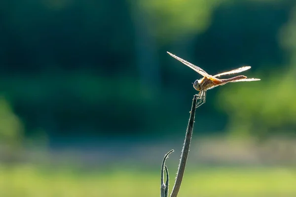 Blauwe Libel Een Groene Tak Achtergrond — Stockfoto