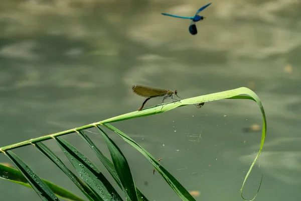 Blue Dragonfly Green Branch Background — Stock Photo, Image