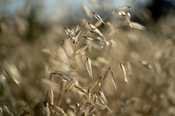 Campo Espigas Movido Por Detalle Viento — Foto de Stock