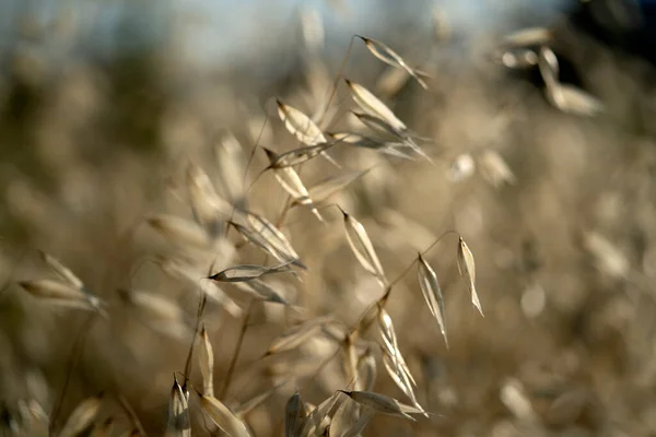 Campo Espigas Movido Por Detalle Viento — Foto de Stock