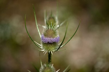 Yeşilde izole edilmiş poligala mor çiçeği