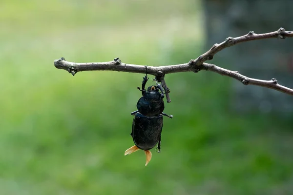 Hertenkever Close Macro Detail — Stockfoto