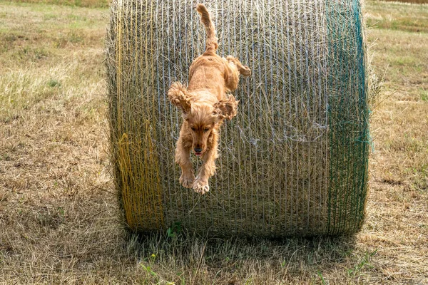 Cucciolo Cane Cucciolo Cocker Spaniel Salto Grano Palla — Foto Stock