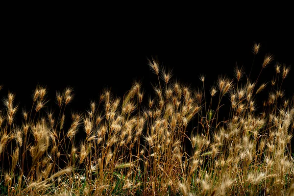 Pšeničné Hroty Izolované Černém Pozadí — Stock fotografie