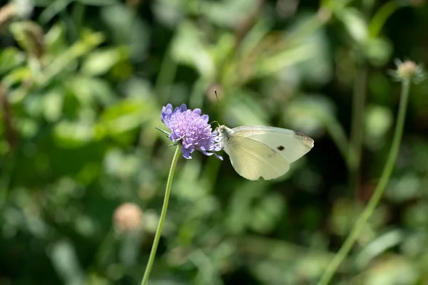 Mor Çiçekli Beyaz Kelebek Yeşil Yaprak Arka Planı — Stok fotoğraf