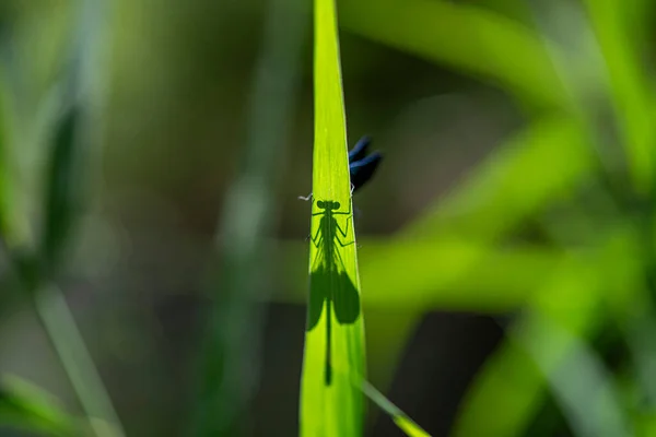 Libélula Azul Sobre Fondo Rama Verde — Foto de Stock