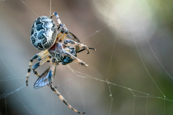 Pavouk Chytá Mouchu Makro Zavřít — Stock fotografie