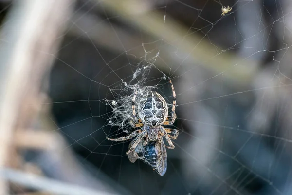 Araignée Attraper Une Mouche Macro Gros Plan — Photo