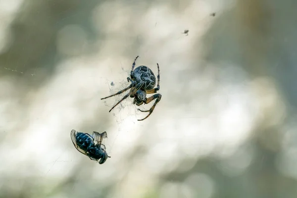 Pavouk Chytá Mouchu Makro Zavřít — Stock fotografie