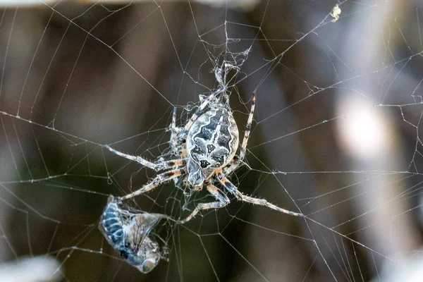 Araña Captura Una Macro Mosca Cerca — Foto de Stock