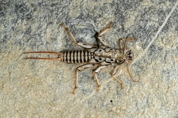 Taş Gibi Larva Vücudu Nehir Taşından Bir Makro Üzerinde — Stok fotoğraf