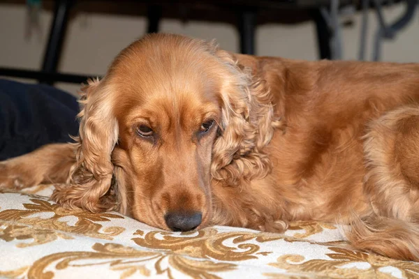 Αγγλικό Σκυλί Κόκερ Σπάνιελ Χαλαρώνει Στο Κρεβάτι — Φωτογραφία Αρχείου