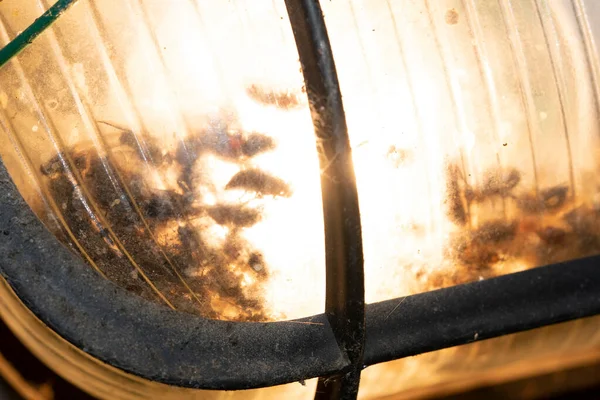 Muchos Vuelan Muertos Dentro Luz —  Fotos de Stock