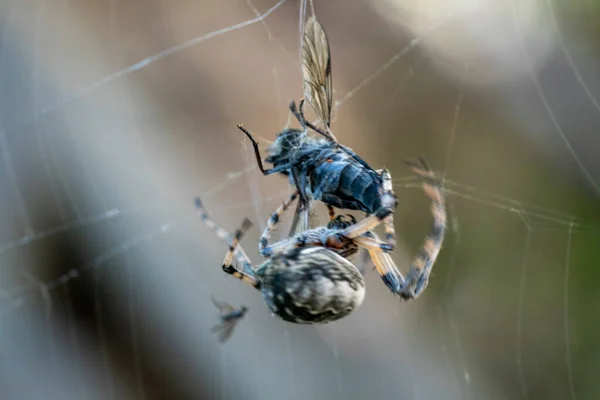 거미가 가까이 매크로를 — 스톡 사진