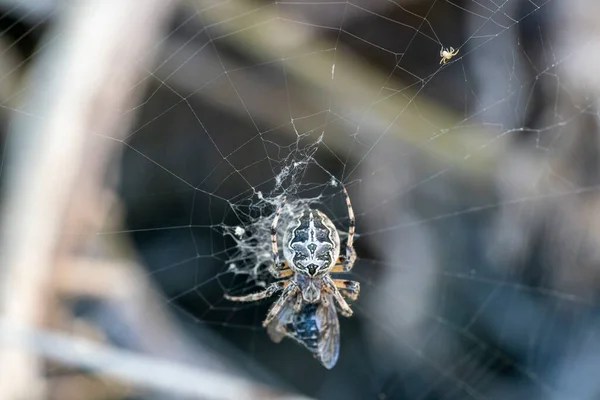 蜘蛛捕捉苍蝇的宏观特写 — 图库照片