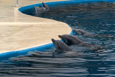MADRİD, İSPAN - Nisan 12019 - Akvaryum hayvanat bahçesinde her gün düzenlenen yunus gösterisi