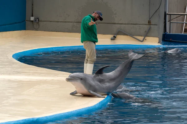 Madrid Hiszpania Kwiecień 2019 Pokaz Delfinów Zoo Akwarium Odbywający Się — Zdjęcie stockowe