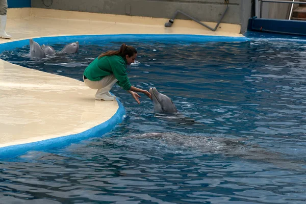 Madrid Spagna Aprile 2019 Spettacolo Dei Delfini Allo Zoo Dell — Foto Stock